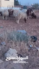  7 خرفان وعبر العدد 29 مسكرات لحم بالصلاه على النبي