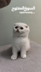  8 Scottish fold female  انثى سكوتش فولد