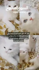  1 قطط البيع سعر مناسب