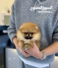  3 pomeranian puppy 2 months old