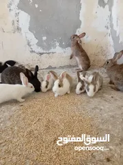  1 أرانب ذكور  للبيع في عمان جاوا  5 دنانير الواحد عدد 7