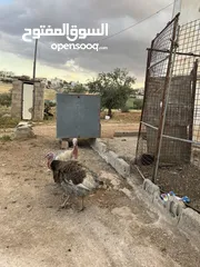  2 ديك رومي للبيع