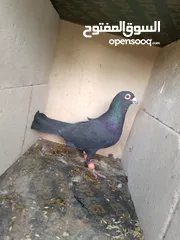  10 حمام للبيع
