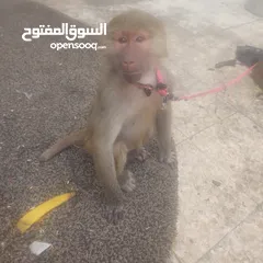  4 قرد للبيع