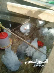 3 دجاج كوتشينا لفندر