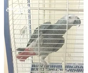  1 ببغاء كاسكو متكلم مواجهة بصوت واضح