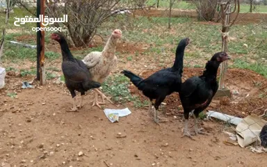  1 بيض دجاج براهمي وباكستاني