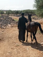  2 حصان عربي  العمر ثلاث سنوات