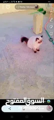  1 قطط للبيع هامالايا