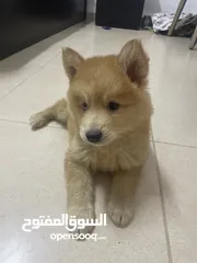  3 جرو عمره شهرين