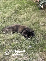  4 قطة شيرازي