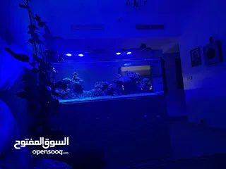  8 Aquarium with salt water (fish, coral and all appliances are included)