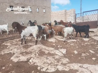  3 ثنايا وشعاري سووبر نخب اول