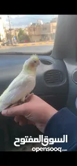  2 طير كوكتيل لاتينو عين حمرا اليف