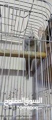  2 كوكتيل للبيع مع قفص كاسكو حبه بالصلاه على النبي عجينه اليفه جدا جدا جدا