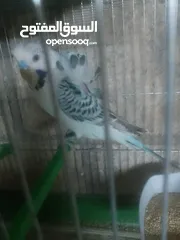  3 جوزين تكساس واحد ذهبي واحد رمادي