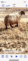  4 نعاج غنم مقنوي ولحم