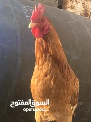  2 متاح ديوجة