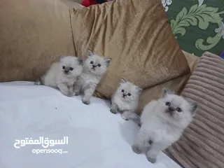  8 قطط للبيع عمر شهرين