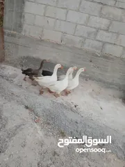  3 وز ابيض شغال للبيع
