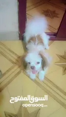  2 كلب mini havinese