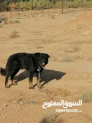  3 كلب جيرمن للبيع العمر 8اشهر