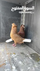  12 جواز حمام للبيع
