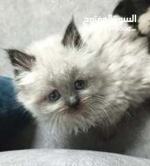  13 قـطـط هــمـالايـــا شـــوكـلـيــت مــكـــس شــــيـــــرازي لـــلـــبــــيـــع عـــمـــر 76 يـــــوم
