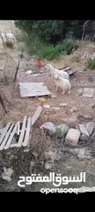  2 نعجه ورها خروف قدها البيع بسعر حرق