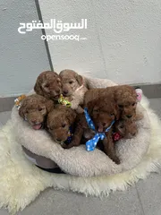  13 Toy poodle