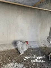  7 دجاج كوجن للبيع