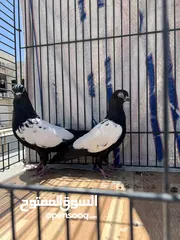  4 جوز مزهورات سود