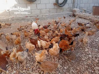  18 صوص بلدي عمر 38 يوم   صوص بلدي عمر 18 يوم