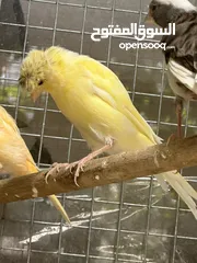  16 طيور طيور مغرده " كناري تغريد ايراني ، مجموعة إناث كناري . زوج بادجي انجليزي ، بادجي هوقو "