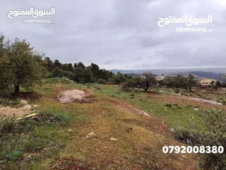  6 فرصه للشراء ارض مشجره جاهزه داخل التنظيم ومخدومه شارع معبد خدمات كامله ومطله