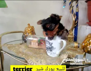  5 يورك شير تي كب اصغر حجم بالعالم نوادر  (Yorkshire terrier (T-cup