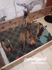  7 بالجيم ماليونو