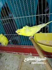  11 جوز حب هوجو رومو لاتينو  وردات فل شغال للبيع او للبدل علا جوز كنار .. اقرأ الوصف .. للبيع بدون قفص