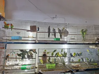  3 BIRD'S FOR SALE