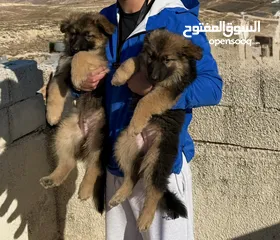  3 جيرمن شيبرد للبيع