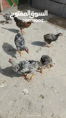  5 افراخ دجاج ((عدد  6 ))