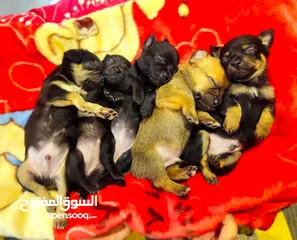  8 Chihuahua Puppy