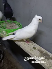  1 حمام لواتات للبيع