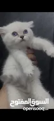 3 كتن بيور ذكر وانثى عمر شهرين