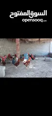  1 دجاج للبيع