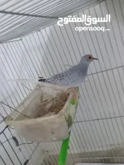  1 للبيع او للبدل فحل ماسي شغال نار
