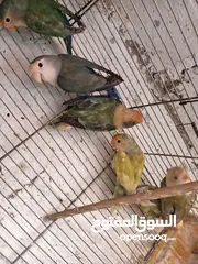  8 طور روز  ألوان بتجنن الله يبارك لصاحب النصيب. روز البينو عين حمرا. البينو بيور من انناحي
