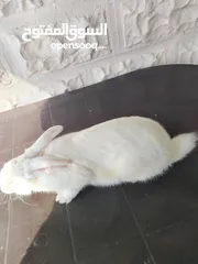  6 أرانب ذكور للبيع