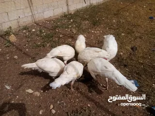  3 حبش عدد خمس اناثي وذكر