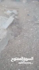  2 دجاج بلدي للبيع